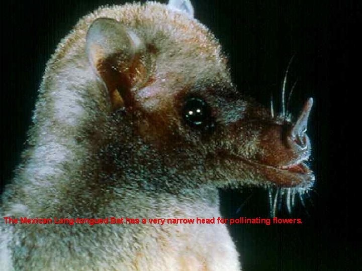 The Mexican Long-tongued Bat has a very narrow head for pollinating flowers. 