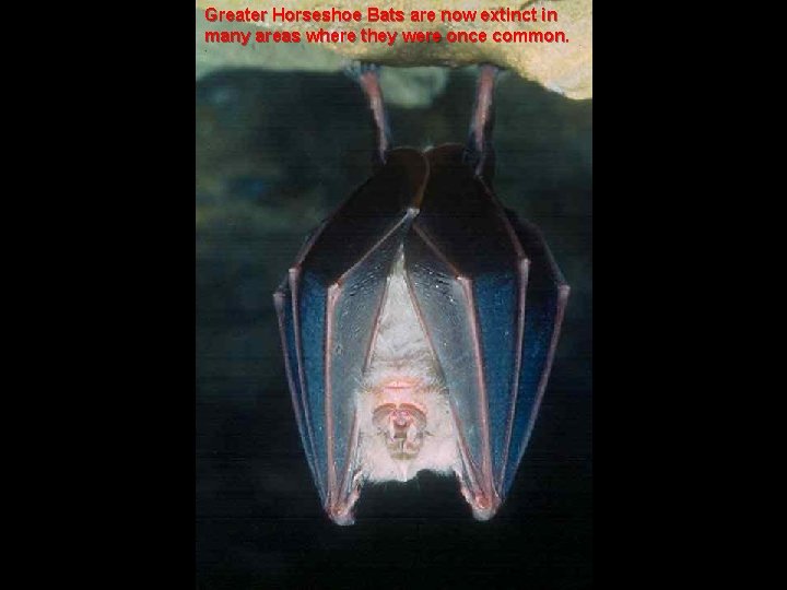 Greater Horseshoe Bats are now extinct in many areas where they were once common.