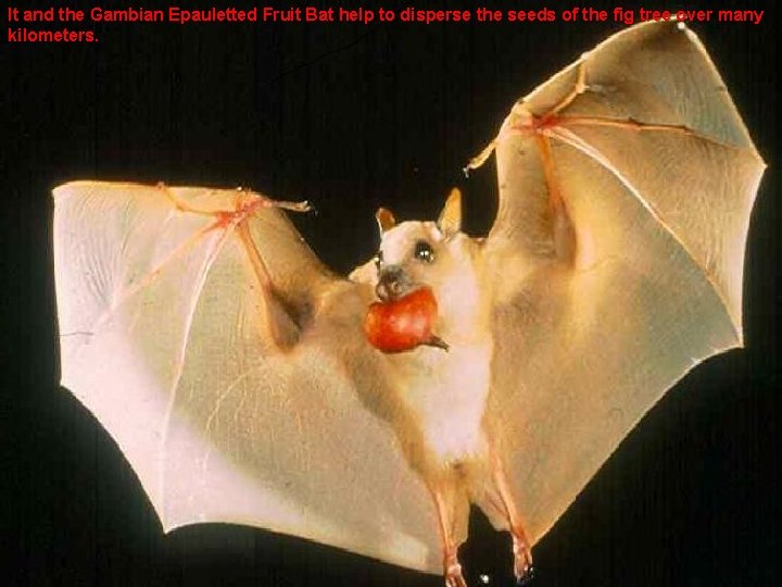 It and the Gambian Epauletted Fruit Bat help to disperse the seeds of the