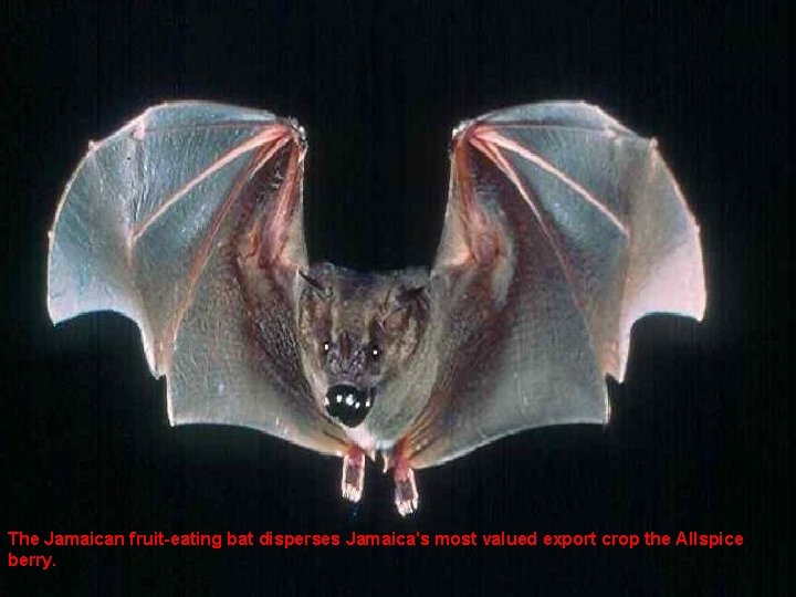 The Jamaican fruit-eating bat disperses Jamaica's most valued export crop the Allspice berry. 