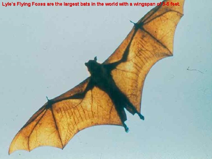 Lyle’s Flying Foxes are the largest bats in the world with a wingspan of