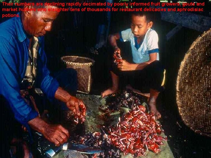 Their numbers are declining rapidly decimated by poorly informed fruit growers, gouts and market