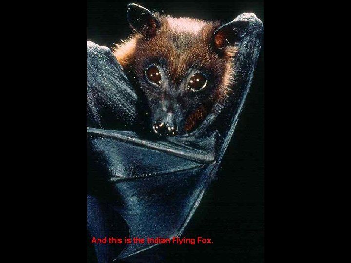 And this is the Indian Flying Fox. 