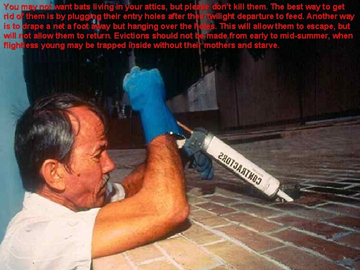 You may not want bats living in your attics, but please don’t kill them.