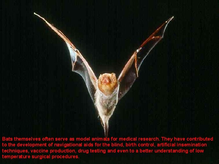 Bats themselves often serve as model animals for medical research. They have contributed to