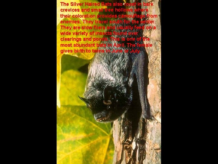 The Silver Haired Bats also roost in bark crevices and small tree hollows where