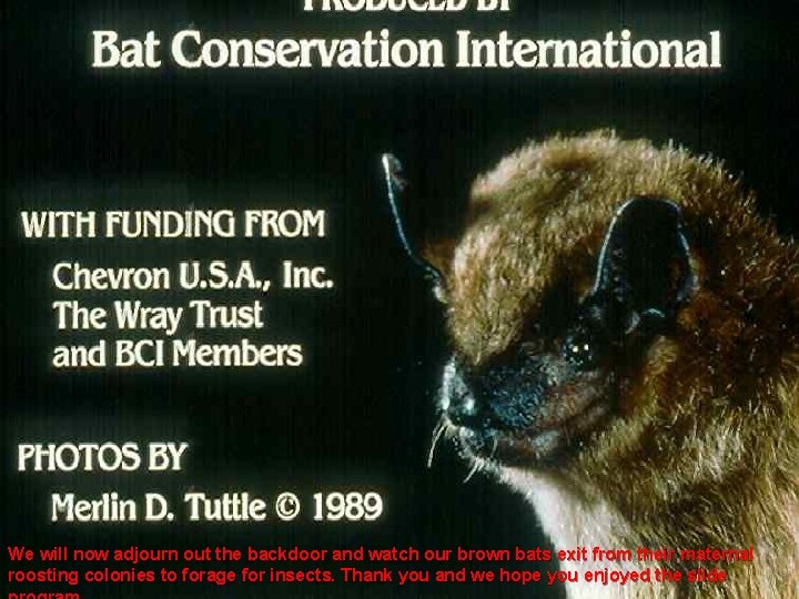 We will now adjourn out the backdoor and watch our brown bats exit from