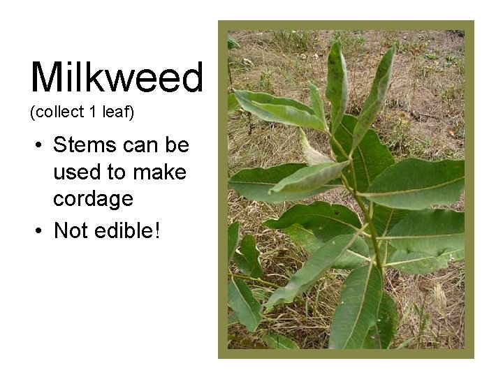Milkweed (collect 1 leaf) • Stems can be used to make cordage • Not