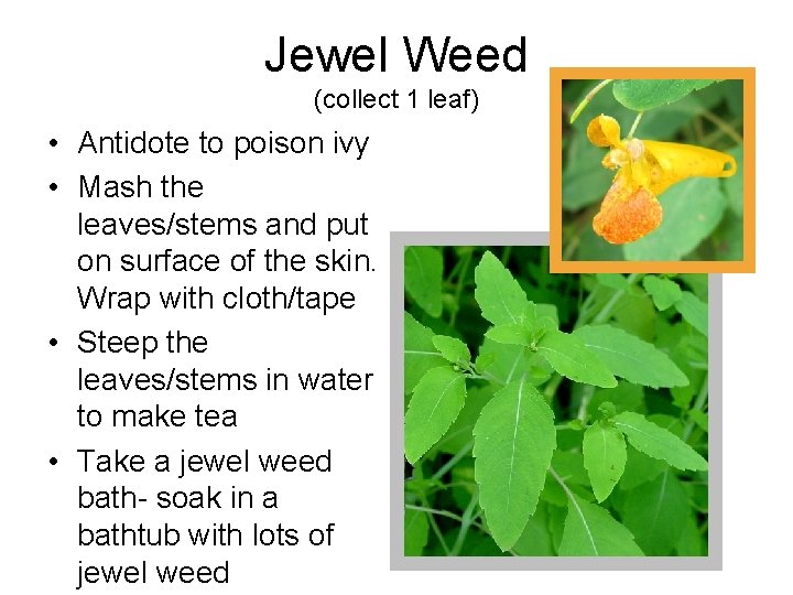 Jewel Weed (collect 1 leaf) • Antidote to poison ivy • Mash the leaves/stems