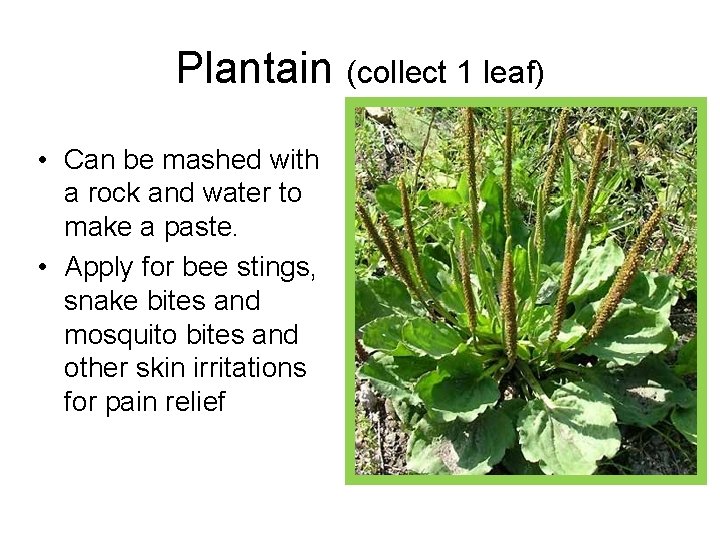 Plantain (collect 1 leaf) • Can be mashed with a rock and water to