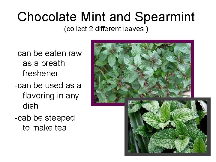Chocolate Mint and Spearmint (collect 2 different leaves ) -can be eaten raw as