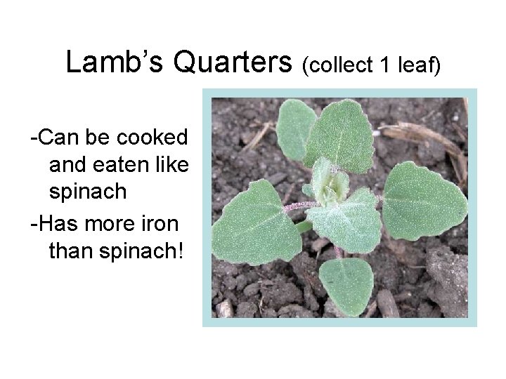 Lamb’s Quarters (collect 1 leaf) -Can be cooked and eaten like spinach -Has more