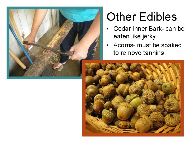 Other Edibles • Cedar Inner Bark- can be eaten like jerky • Acorns- must