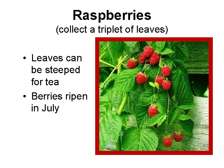 Raspberries (collect a triplet of leaves) • Leaves can be steeped for tea •