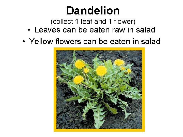 Dandelion (collect 1 leaf and 1 flower) • Leaves can be eaten raw in