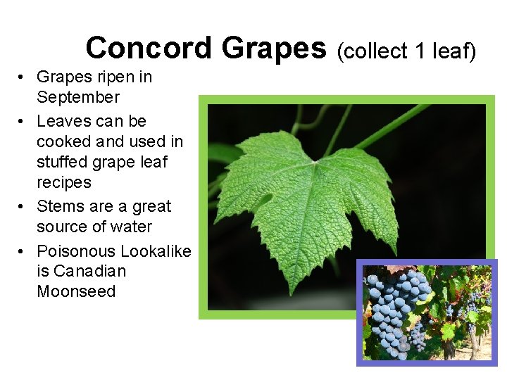 Concord Grapes (collect 1 leaf) • Grapes ripen in September • Leaves can be