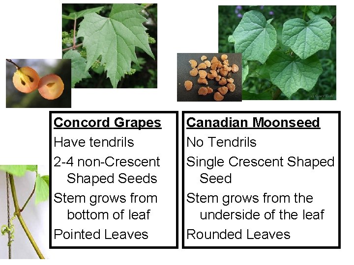 Concord Grapes Have tendrils 2 -4 non-Crescent Shaped Seeds Stem grows from bottom of