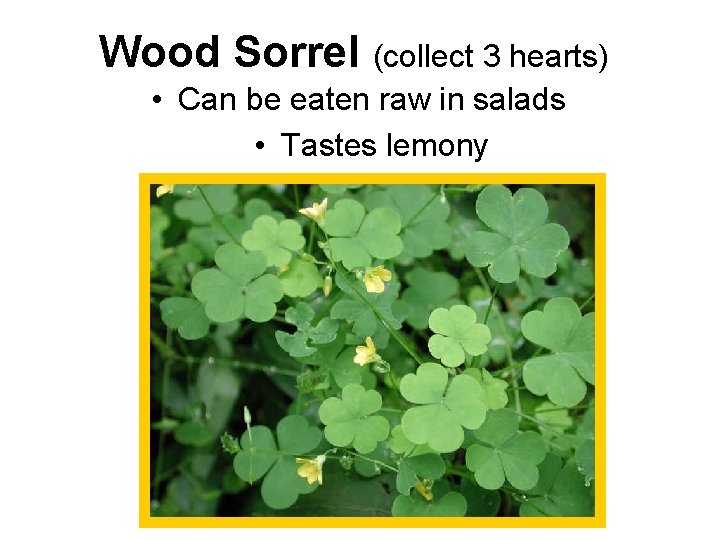 Wood Sorrel (collect 3 hearts) • Can be eaten raw in salads • Tastes