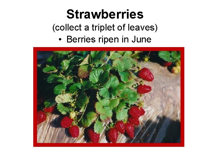 Strawberries (collect a triplet of leaves) • Berries ripen in June 