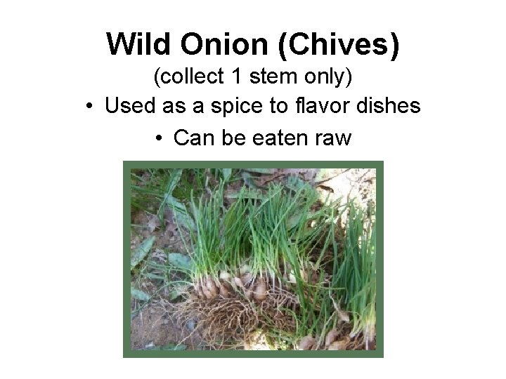 Wild Onion (Chives) (collect 1 stem only) • Used as a spice to flavor