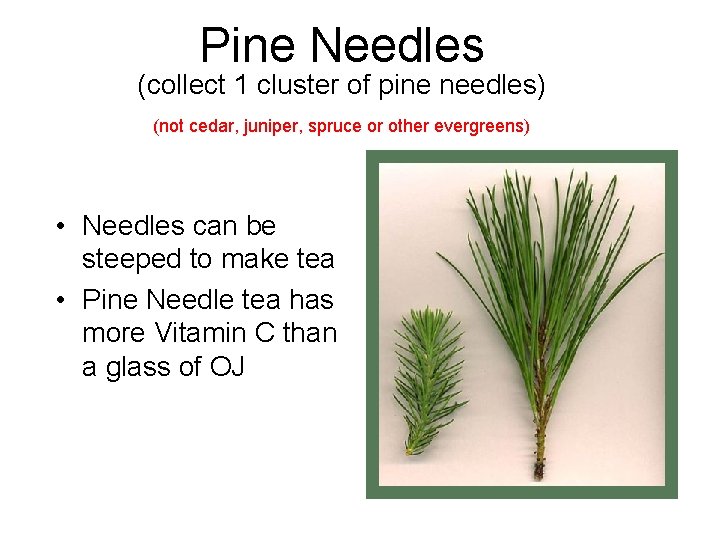 Pine Needles (collect 1 cluster of pine needles) (not cedar, juniper, spruce or other