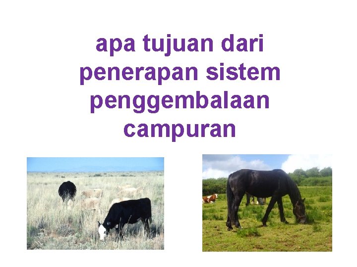 apa tujuan dari penerapan sistem penggembalaan campuran 