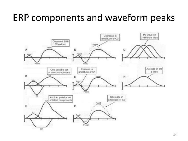 ERP components and waveform peaks 14 