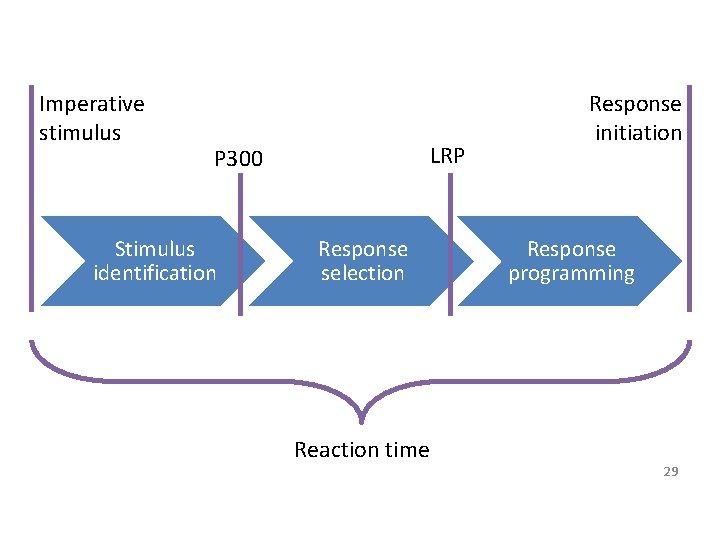 Imperative stimulus LRP P 300 Stimulus identification Response selection Reaction time Response initiation Response