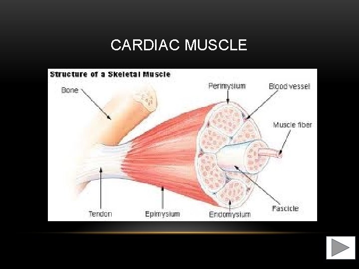 CARDIAC MUSCLE 