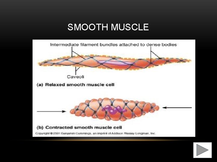 SMOOTH MUSCLE 