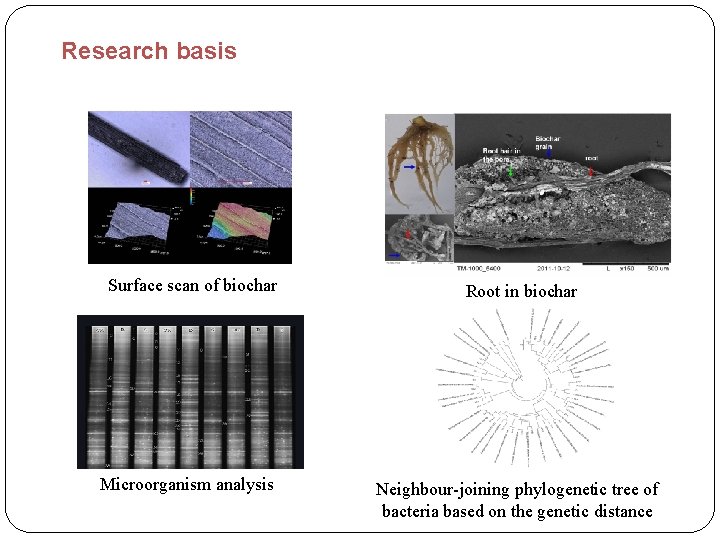 Research basis Surface scan of biochar Microorganism analysis Root in biochar Neighbour-joining phylogenetic tree