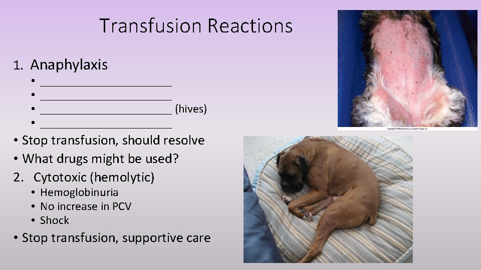 Transfusion Reactions 1. Anaphylaxis • • ______________________ (hives) ___________ • Stop transfusion, should resolve