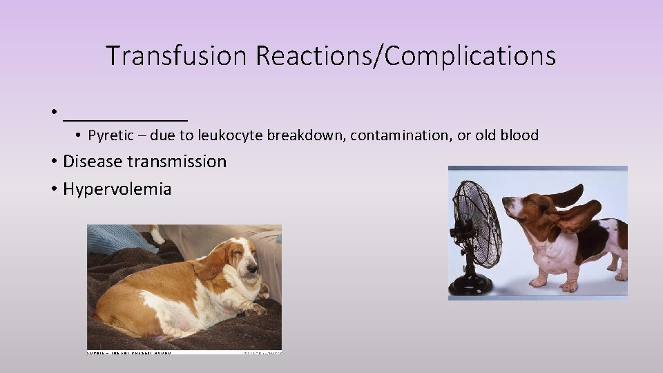 Transfusion Reactions/Complications • _______ • Pyretic – due to leukocyte breakdown, contamination, or old