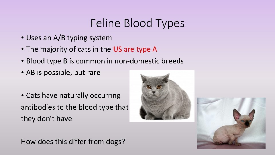 Feline Blood Types • Uses an A/B typing system • The majority of cats