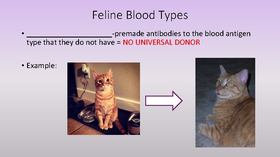 Feline Blood Types • ___________-premade antibodies to the blood antigen type that they do