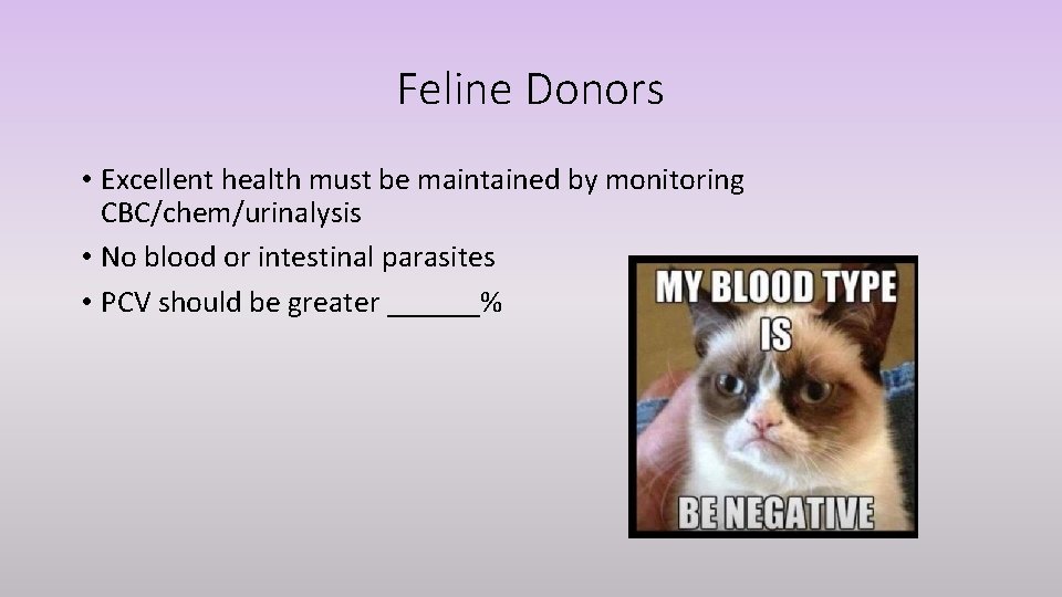 Feline Donors • Excellent health must be maintained by monitoring CBC/chem/urinalysis • No blood
