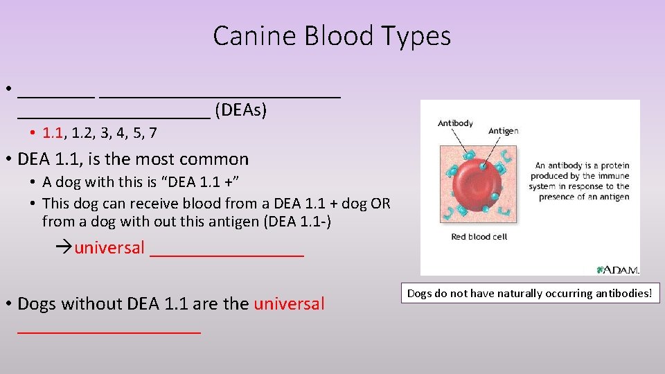 Canine Blood Types • _________________ (DEAs) • 1. 1, 1. 2, 3, 4, 5,