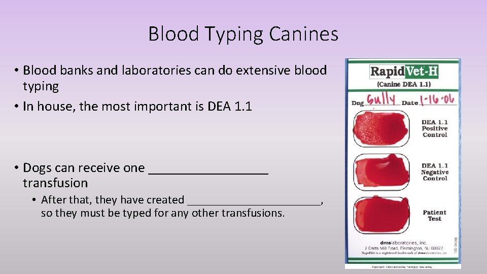 Blood Typing Canines • Blood banks and laboratories can do extensive blood typing •