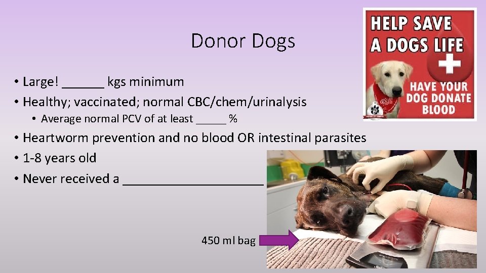 Donor Dogs • Large! ______ kgs minimum • Healthy; vaccinated; normal CBC/chem/urinalysis • Average