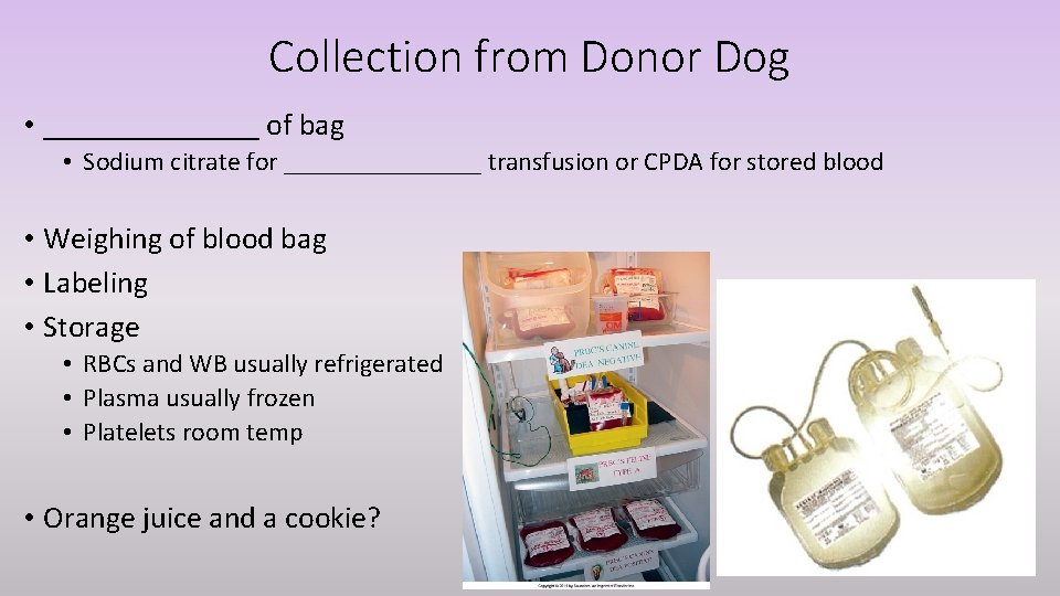 Collection from Donor Dog • _______ of bag • Sodium citrate for ________ transfusion