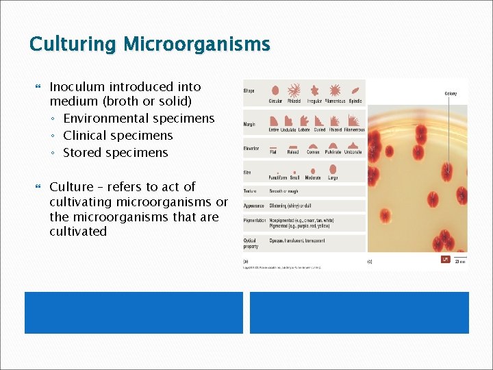 Culturing Microorganisms Inoculum introduced into medium (broth or solid) ◦ Environmental specimens ◦ Clinical