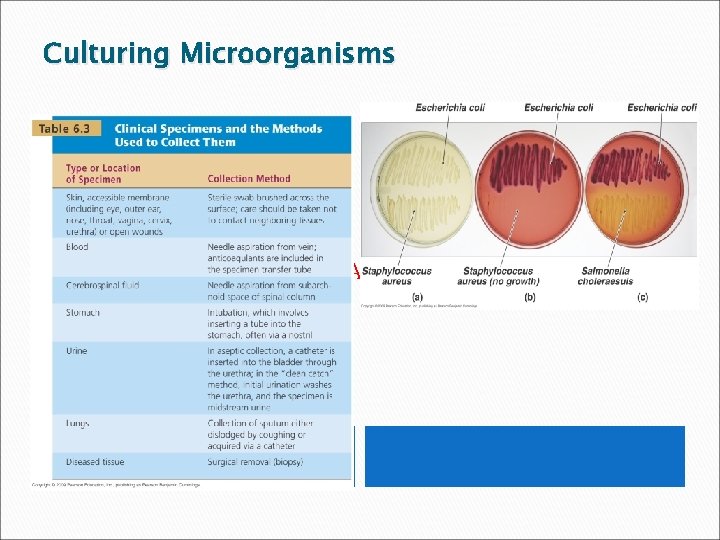 Culturing Microorganisms [INSERT TABLE 6. 3] 