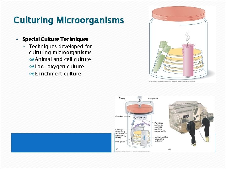 Culturing Microorganisms Special Culture Techniques ◦ Techniques developed for culturing microorganisms Animal and cell