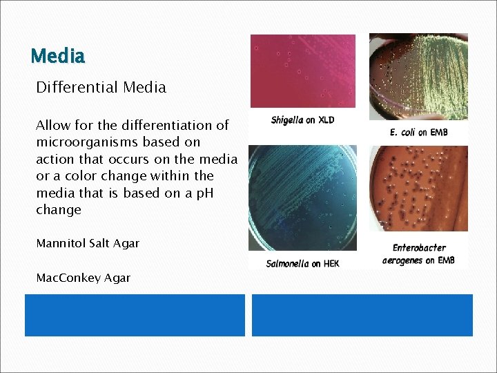 Media Differential Media Allow for the differentiation of microorganisms based on action that occurs