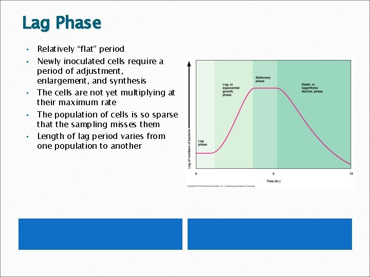 Lag Phase • • • Relatively “flat” period Newly inoculated cells require a period