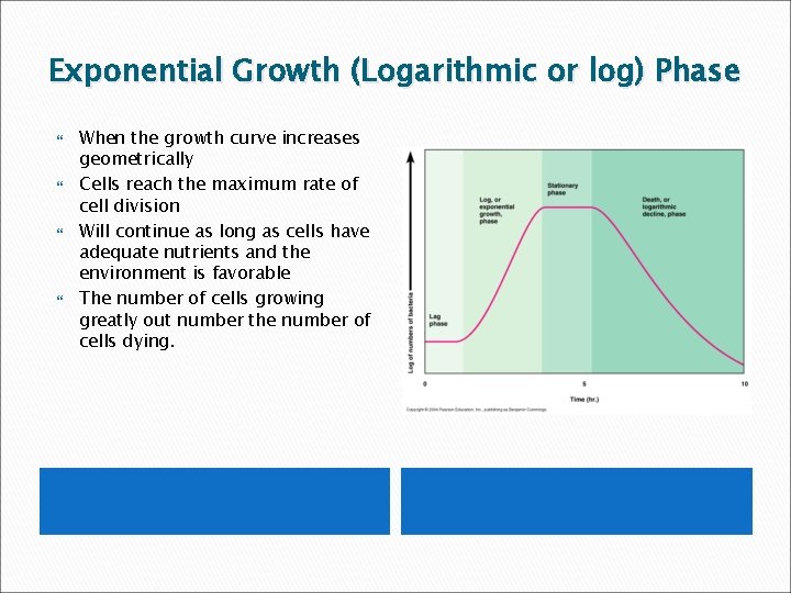 Exponential Growth (Logarithmic or log) Phase When the growth curve increases geometrically Cells reach