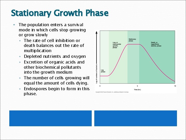 Stationary Growth Phase The population enters a survival mode in which cells stop growing