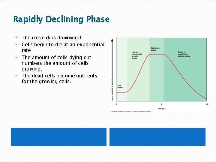 Rapidly Declining Phase The curve dips downward Cells begin to die at an exponential