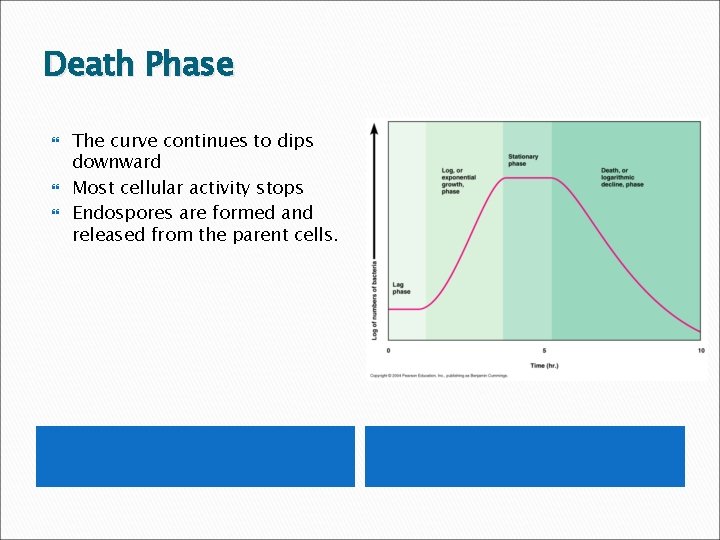 Death Phase The curve continues to dips downward Most cellular activity stops Endospores are