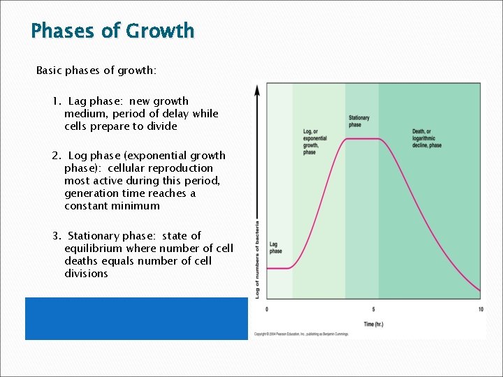 Phases of Growth Basic phases of growth: 1. Lag phase: new growth medium, period